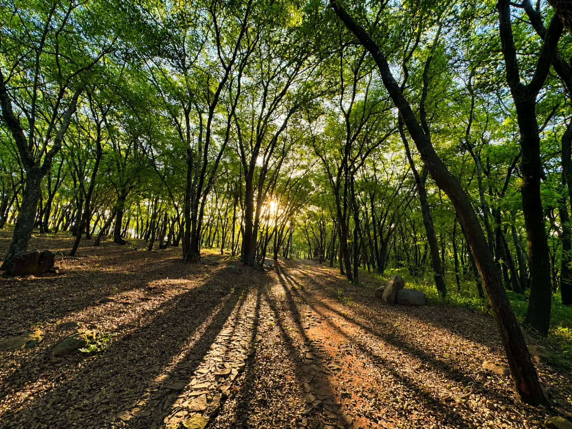Bosque nativo con camino interno en Parquealto