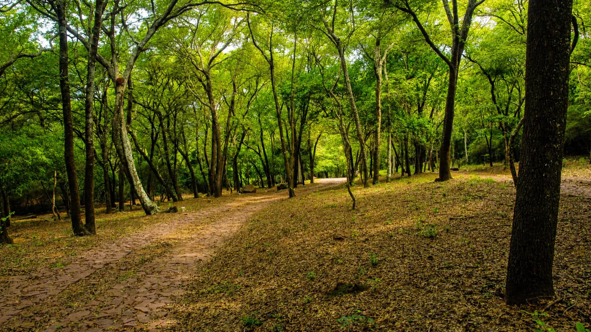 Sendero atravesando el bosque nativo preservado dentro de Parquealto